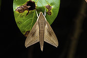 Pale brown hawk moth (Theretra latreillii) in situ, West Kalimantan, Borneo, Indonesia