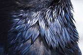 Neck feathers of the Common Raven (Corvus corax), Monte Blanca walk (volcano east of Timanfaaya Park), Lanzarote, Canary Islands, Spain