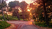 Sunset in Provence on the road from Maussane to Mouries. France