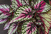 King Begonia (Begonia rex)