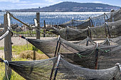 Traditional fish trap called 'Capechade' drying on the banks of the Etang de Thau, Sète and Mont Saint-Clair in the background, Mèze, Hérault, France