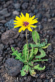 False sowthistle (Reichardia tingitana) on basalt, Lanzarote, Canary Islands, Spain