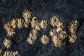 Common rock barnacle (Semibalanus balanoides) on black basalt by the sea, Tarajalejo, southeast of the island of Fuertevenura, Canary Islands, Spain