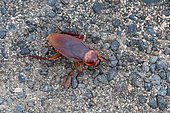 American cockroach (Periplaneta americana), invasive species, Lanzarote, Canary Islands, Spain