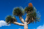 Canary dragon tree (Dracaena draco) endemic tree, Lanzarote, Canary Islands, Spain