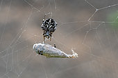 White-tailed Sac Spider (Agalenatea redii) on its web with prey, Lanzarote, Canary Islands, Spain