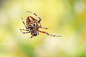 White-tailed Sac Spider (Agalenatea redii) on its web, Lanzarote, Canary Islands, Spain