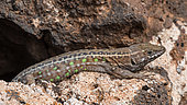 Atlantic lizard (Gallotia atlantica) on rock, Monte Blanca walk, volcano east of Timanfaya Volcanoes National Park, Lanzarote, Canary Islands, Spain