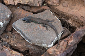 Atlantic lizard (Gallotia atlantica) on black basalt, Lanzarote, Canary Islands, Spain