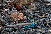 Atlantic lizard (Gallotia atlantica) on rock, Lanzarote, Canary Islands, Spain