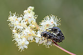 Mating of the White spotted rose beetle (Oxythyrea funesta), wet meadow with burnet, between Luneville and Jolivet, Lorraine, France