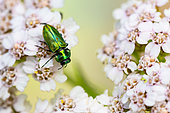 Jewel beetle (Anthaxia fulgurans) on Milfoil (Achillea millefolium), protected limestone coast, Lorry-Mardigny, Lorraine, France