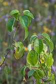 Southern swallowtail (Iphiclides podalirius), beginning of metamorphosis, homochromy, green on leaf, protected limestone coast, Lorry-Mardigny, Lorraine, France