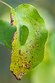 Southern swallowtail (Iphiclides podalirius), beginning of metamorphosis, homochromy, green on leaf, protected limestone coast, Lorry-Mardigny, Lorraine, France