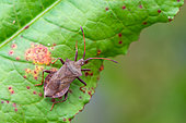 Dock bug (Coreus marginatus) on a leaf in the garden, Bouxières aux dames, Lorraine, France