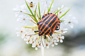 Striped Shield Bug (Graphosoma italicum - lineatum) on umbelliferae in the garden, Bouxières aux dames, Lorraine, France