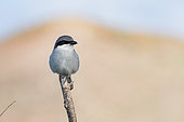 Southern Grey Shrike (Lanius meridionalis koenigi) Canary Islands subspecies, Monte Blanca walk (volcano east of Timanfaaya Park), Lanzarote, Canary Islands, Spain