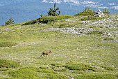 Roe deer (Capreolus capreolus) on the mountain of Lure, Provence, France