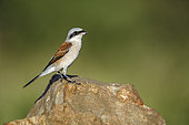 Red-backed Shrike (Lanius collurio) male standing on a rock isolated in natural background in Kruger National park, South Africa