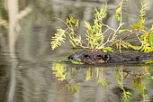 American beaver (Castor canadensis) swimming while carrying arborvitae branches to its lodge, Forillon National Park, Province of Québec, Canada