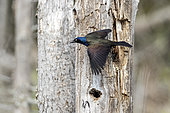 Common Grackle (Quiscalus quiscula) in flight after leaving its nest, Forillon National Park, Province of Quebec, Canada
