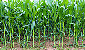 Corn in a field, Sarthe, France