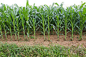 Corn growing, Sarthe, France