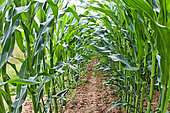 Corn growing, Sarthe, France