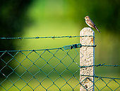 Spotted flycatcher (Muscicapa striata) on a pole in the light of the setting sun in Slovakia.