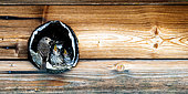 Spotted flycatcher (Muscicapa striata) feeding its chicks in Slovakia.