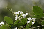 Thunberg Bush Clover, Lespedeza thunbergii, Ferriere garden, Amont et Effreney, Haute Saone, France