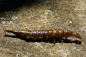 Diving beetle (Dytiscus sp) larva, Drôme, France
