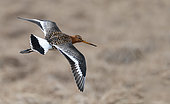 Black-tailed godwit (Limosa limosa) in flight in a marsh, Iceland