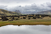 Dyrholaey Bay and lava fields, Iceland