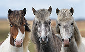 Icelandic horses, one with a blue eye, Iceland