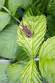 Bug (Gonocerus sp) on a mulberry leaf in spring, Country garden, Lorraine, France