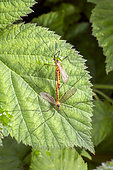 Crane fly (Nephrotoma sp) mating on a leaf in summer, Country garden, Lorraine, France