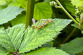 Crane fly (Nephrotoma sp) mating on a leaf in summer, Country garden, Lorraine, France