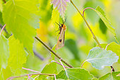 Clouded Buff (Diacrisia sannio) on the leaves of a young poplar in spring, Forest clearing near Toul, Lorraine, France