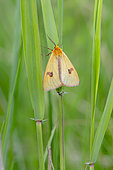 Clouded Buff (Diacrisia sannio) on grasses in spring, Forest clearing near Toul, Lorraine, France