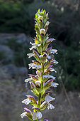 Bear's breech (Acanthus mollis) top flowers in spring, Seaside near Hyères, Var, France
