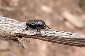 White spotted rose beetle (Oxythyrea funesta) on a pine branch in summer, Country lane near Hyères, Var, France
