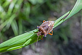 Forest bug (Pentatoma rufipes) on grass in summer, forest clearing in the Massif de la Reine near Toul, Lorraine, France