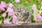 Bengal cat, domestic cat, kitten in a flower bed, Bavaria, Germany, Europe