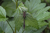 Brilliant emerald (Somatochlora metallica) on vegetation, Pinail national nature reserve, Vienne, France
