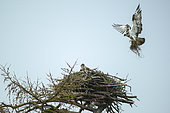 Male Osprey (Pandion haliaetus) arriving at nest with plants, Scotland