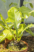 Bird's Nest Fern, Asplenium nidus, in pot