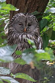 Ural Owl (Strix uralensis), Germany