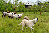 Patou sheep protection dog, eco-pasture in an orchard, Brognard, Doubs, France