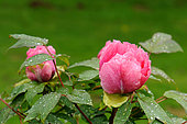 Pivoine arbustive "Isabelle Rivière" - Creation Paeonia suffruticosa Antoine Rivière 1975